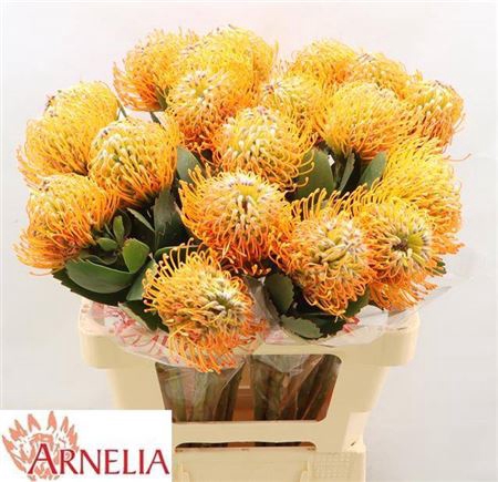 Leuco Soleil