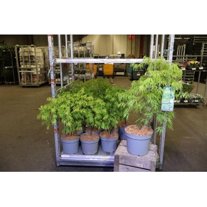 arr8 Acer Palm Dissectum