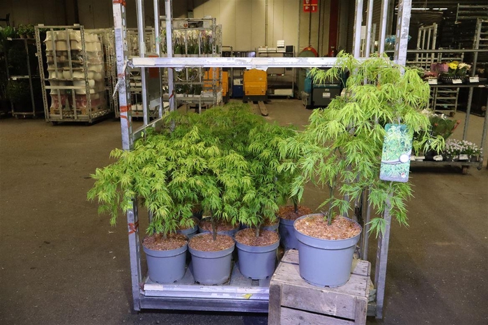 <h4>arr8 Acer Palm Dissectum</h4>