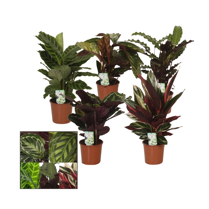 <h4>Calathea 14cm gemengd</h4>