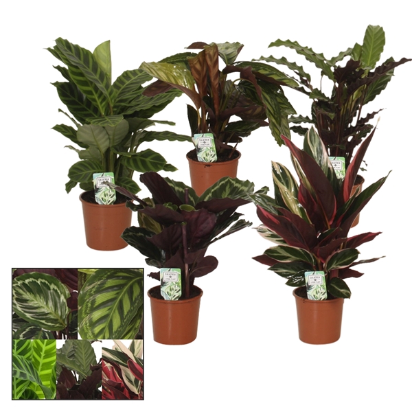 <h4>Calathea 14cm gemengd</h4>