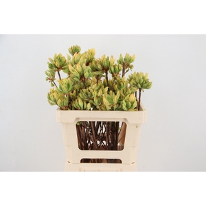 RHODO. YELLOW/WHITE 050CM