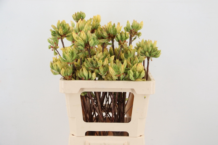 <h4>RHODO. YELLOW/WHITE 050CM</h4>