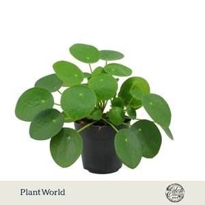 Pilea Peperomioides 12cm