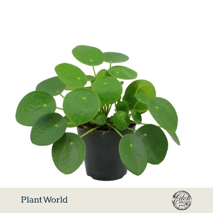 <h4>Pilea Peperomioides 12cm</h4>