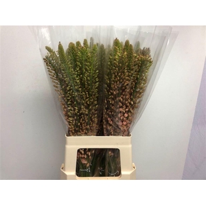 EREMURUS SHELFORD PINK STAR