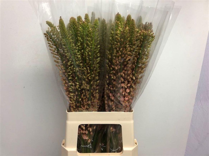 <h4>EREMURUS SHELFORD PINK STAR</h4>