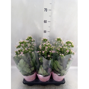 Kalanchoe blos. 'Feminine Pink'