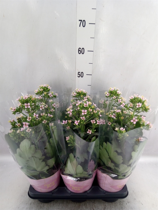 <h4>Kalanchoe blos. 'Feminine Pink'</h4>