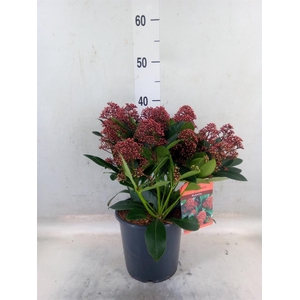 Skimmia jap. 'Rubella'