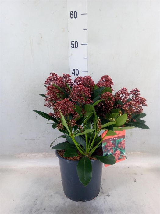<h4>Skimmia jap. 'Rubella'</h4>