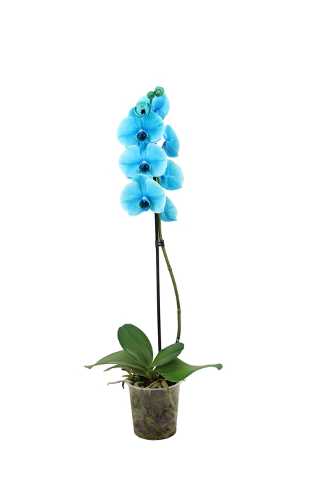 <h4>Phal I Am Ocean Blue 1T9+</h4>