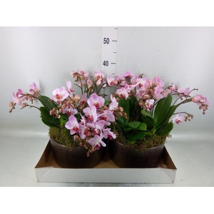 Phalaenopsis multi. 'Ant Antwerp'