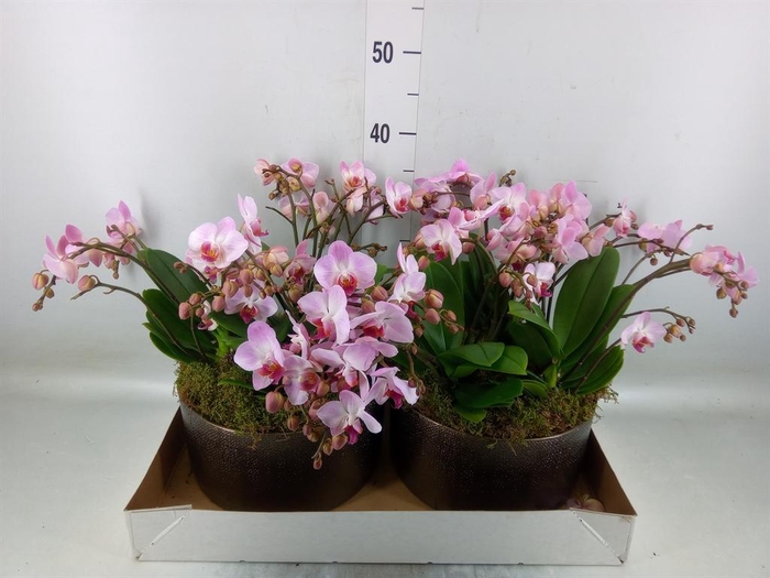 <h4>Phalaenopsis multi. 'Ant Antwerp'</h4>