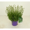 Lavandula angustifolia Aromance White