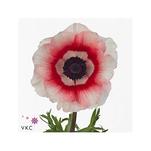 Anemone Mistral Plus Bicolor Intense