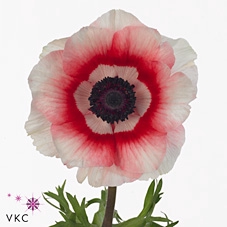 <h4>Anemone Mistral Bicolor Red - White ( New )</h4>