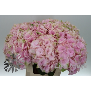 Hydrangea verena