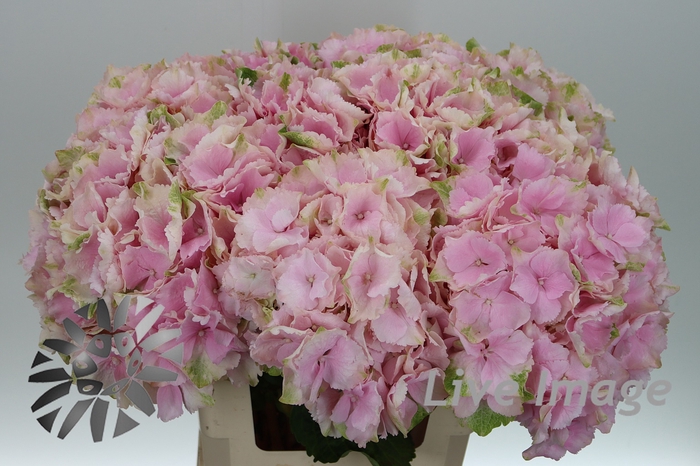 <h4>Hydrangea verena</h4>
