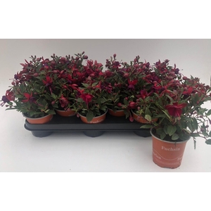 FUCHSIA B F SOILA