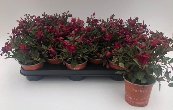<h4>FUCHSIA B F SOILA</h4>
