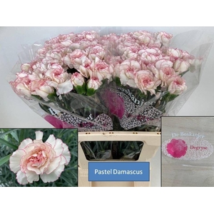 DI ST PASTEL DAMASCU