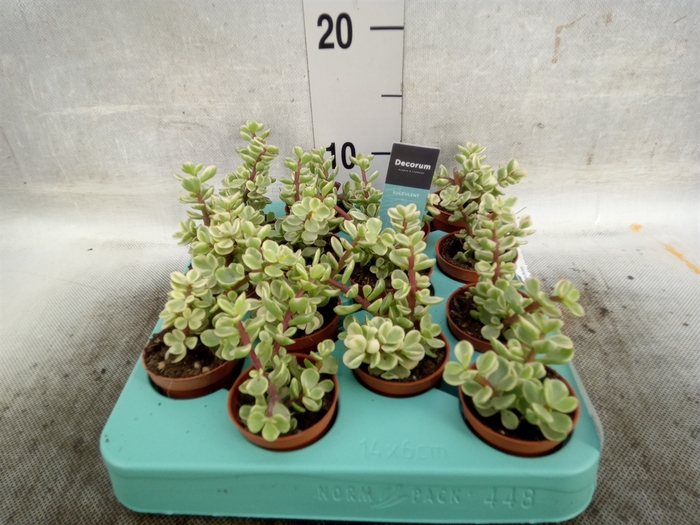 Crassula   ...