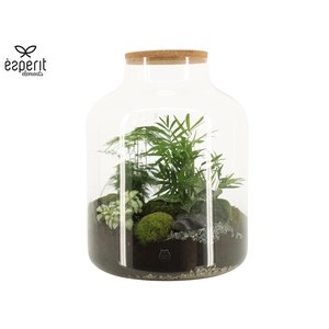 91002: Terrarium arrangement