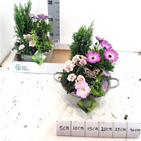 <h4>Arr Tuinplanten</h4>