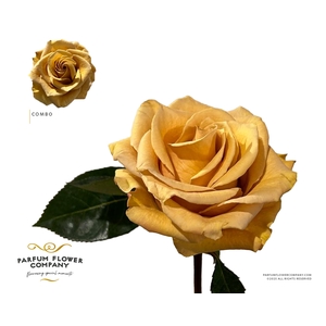 Rosa Garden Combo