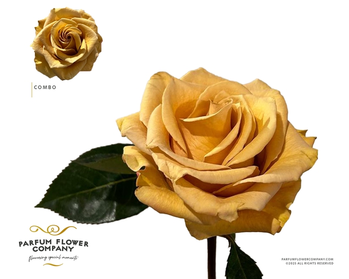 <h4>Rosa Garden Combo</h4>