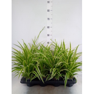 Chlorophytum com. 'Ocean'