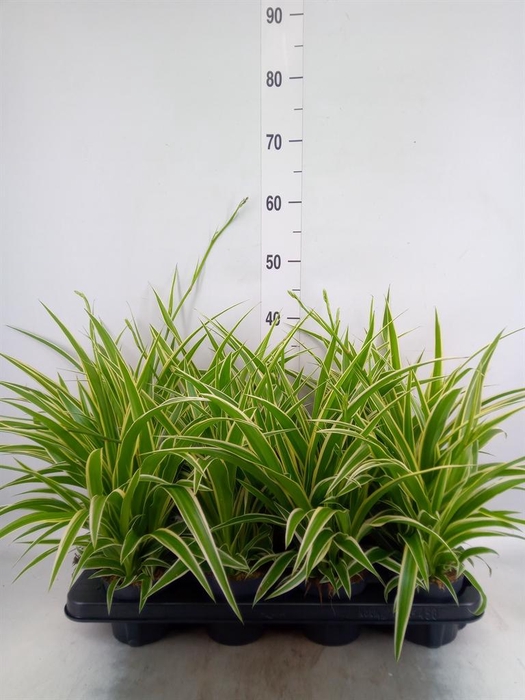 <h4>Chlorophytum com. 'Ocean'</h4>