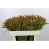 Leucadendron Ayoba Cherry Pearl