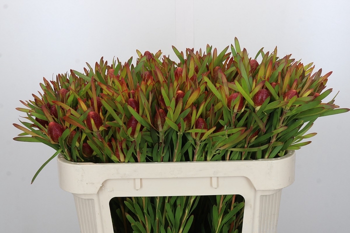 <h4>Leucadendron Ayoba Cherry Pearl</h4>