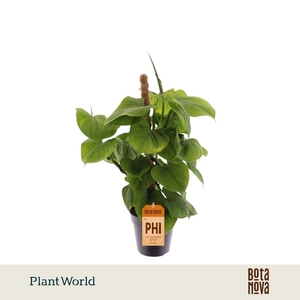Philodendron Fibrum Mosstok
