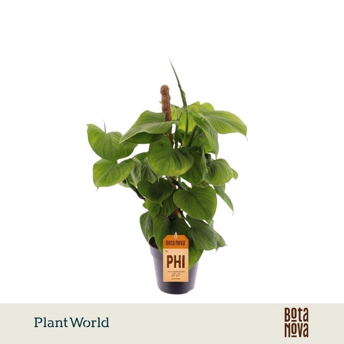 <h4>Philodendron Fibrum Mosstok</h4>