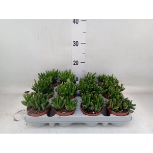 Crassula ovata 'Gollum'