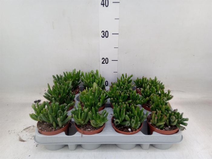 <h4>Crassula ovata 'Gollum'</h4>
