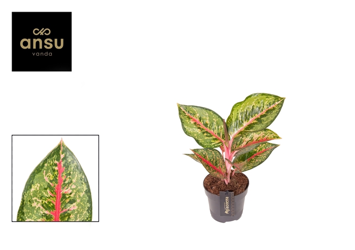 <h4>Aglaonema Paradise Red</h4>