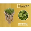 Lep Vi Green Dragon