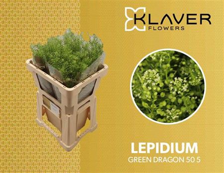 Lep Vi Green Dragon