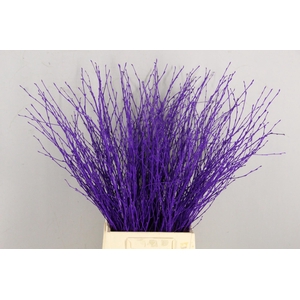 Betula Bs Paint Dark Lila