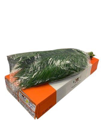 <h4>Phoenix 80cm V P X5</h4>