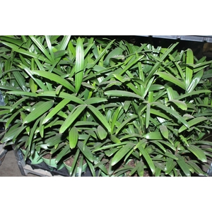 PALMEIRA RAPHIS P17