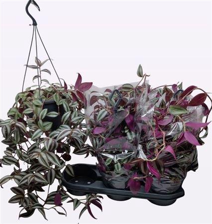 <h4>Trad Zebrina</h4>