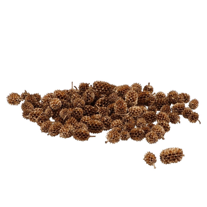 <h4>Nature Casuarina Heads Gold 250gr</h4>