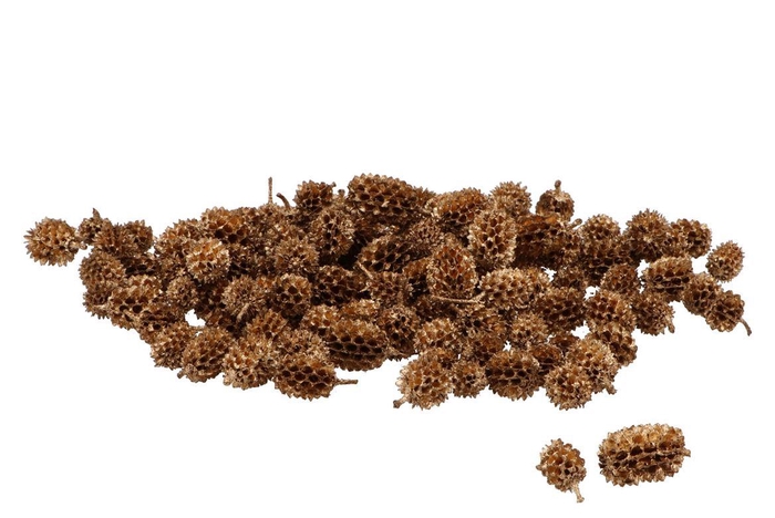 Nature Casuarina Heads Gold 250gr