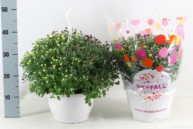 Chrysanthemum  'Skyfall'  ..mix