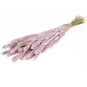 Setarea Lilac Misty